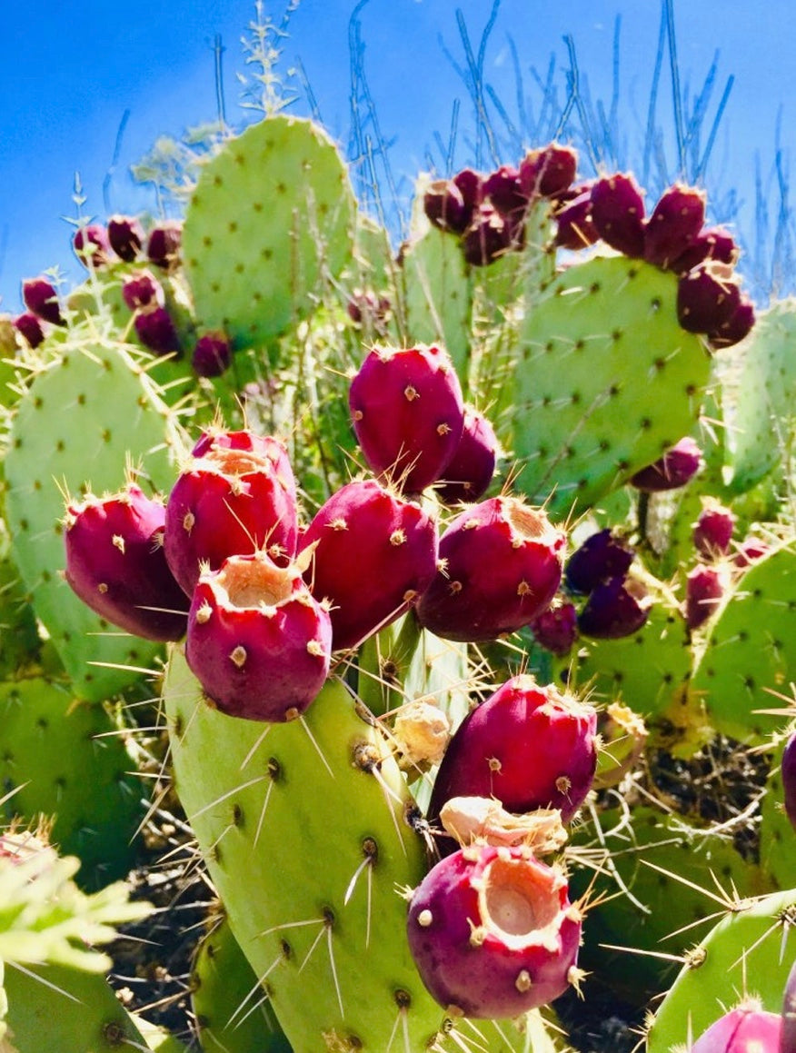 Prickly Pear Seed Oil 