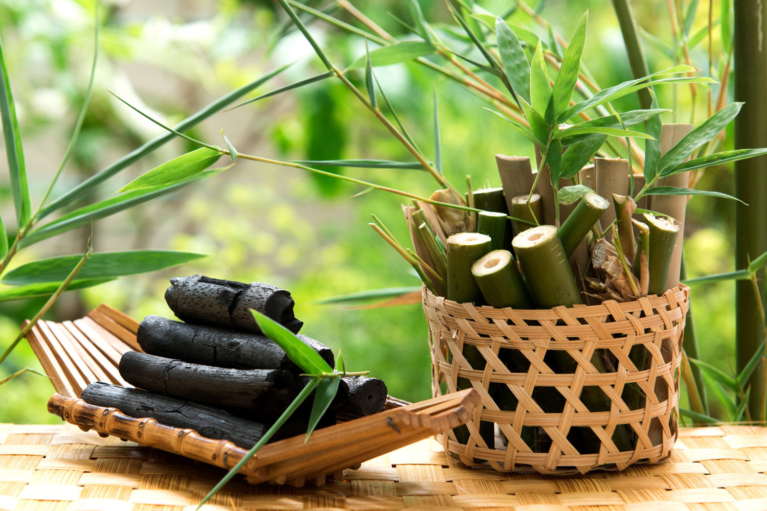 Why bamboo extract is a must have in your skincare | Sass + Co. Body - Australian Vegan Skincare